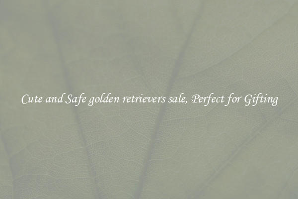 Cute and Safe golden retrievers sale, Perfect for Gifting